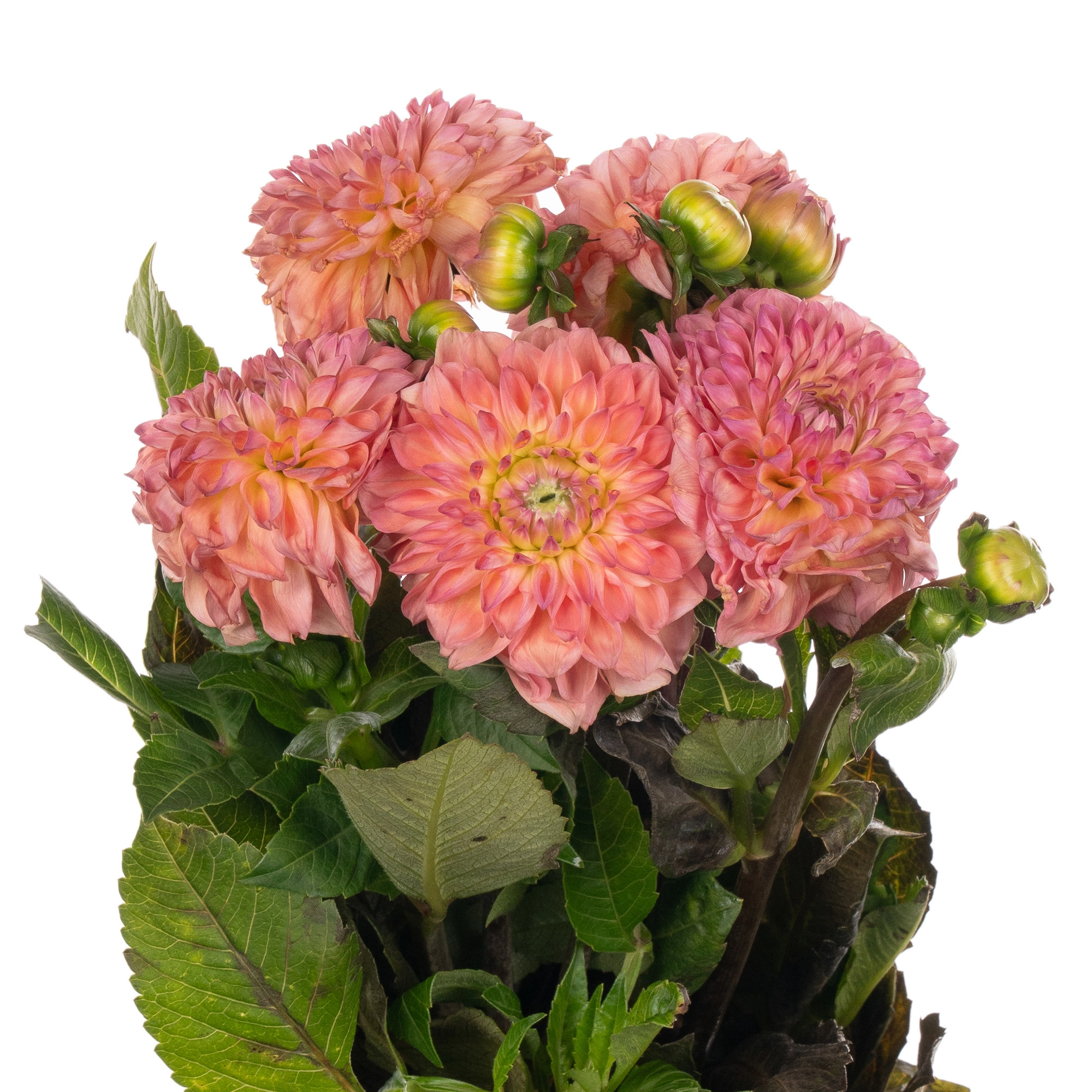 Dahlia sylvia