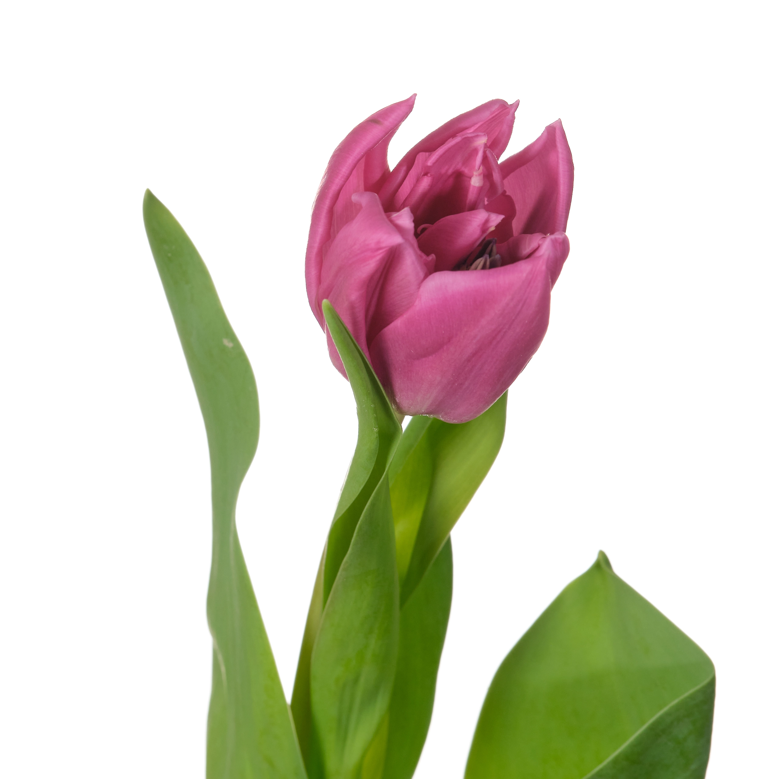 Tulip double double princess | Wholesale flowers, plants and supplies Tulip double double princess
