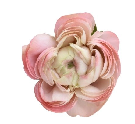 Ranunculus elegance pink pastello