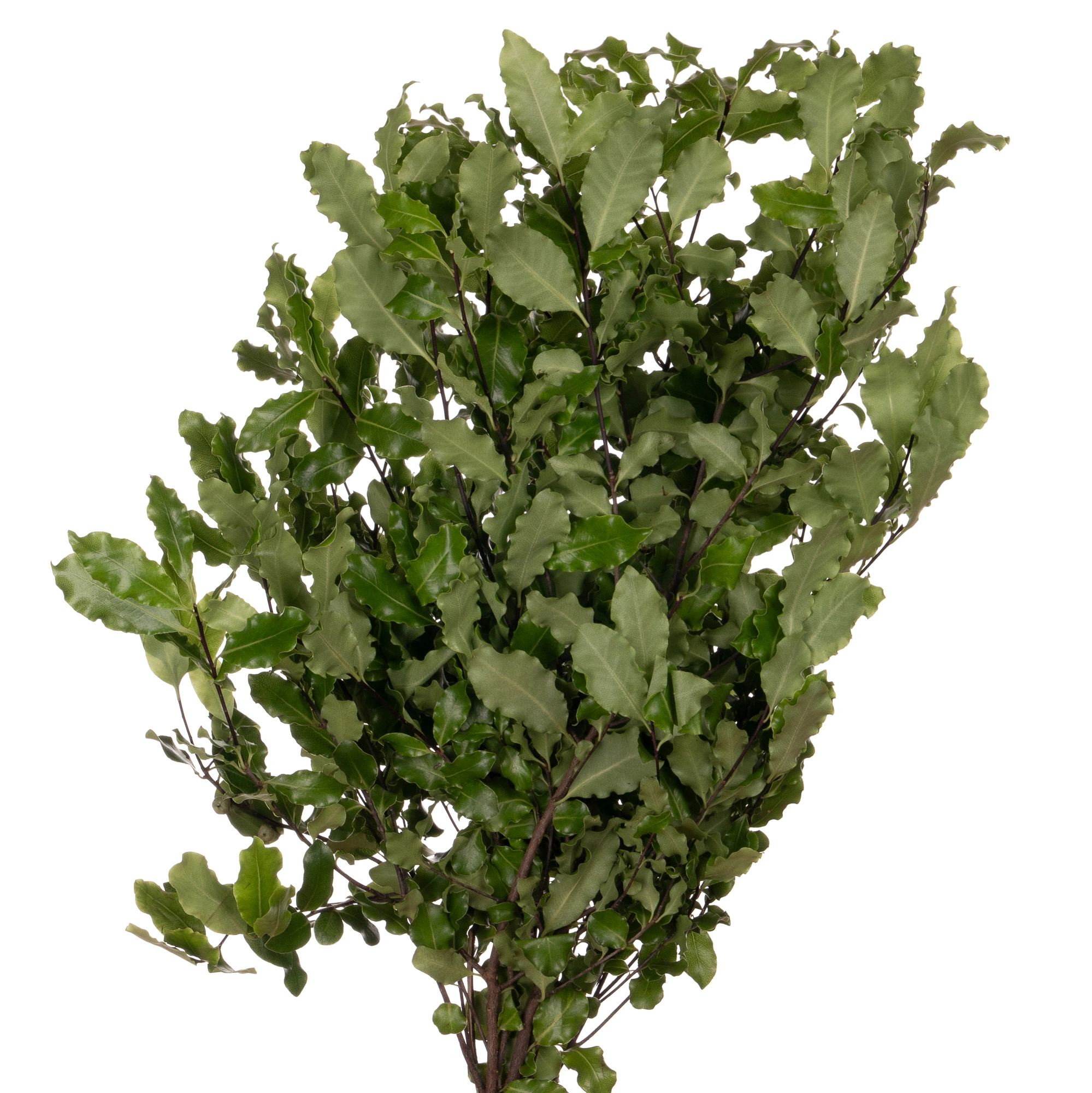 Blad Pittosporum tenuifolium