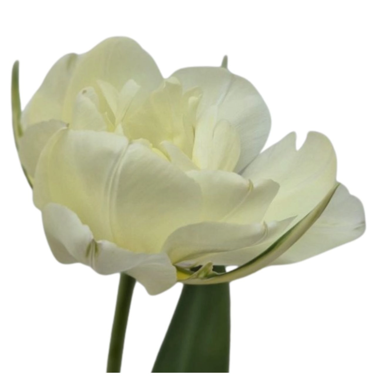 Tulip double white valley