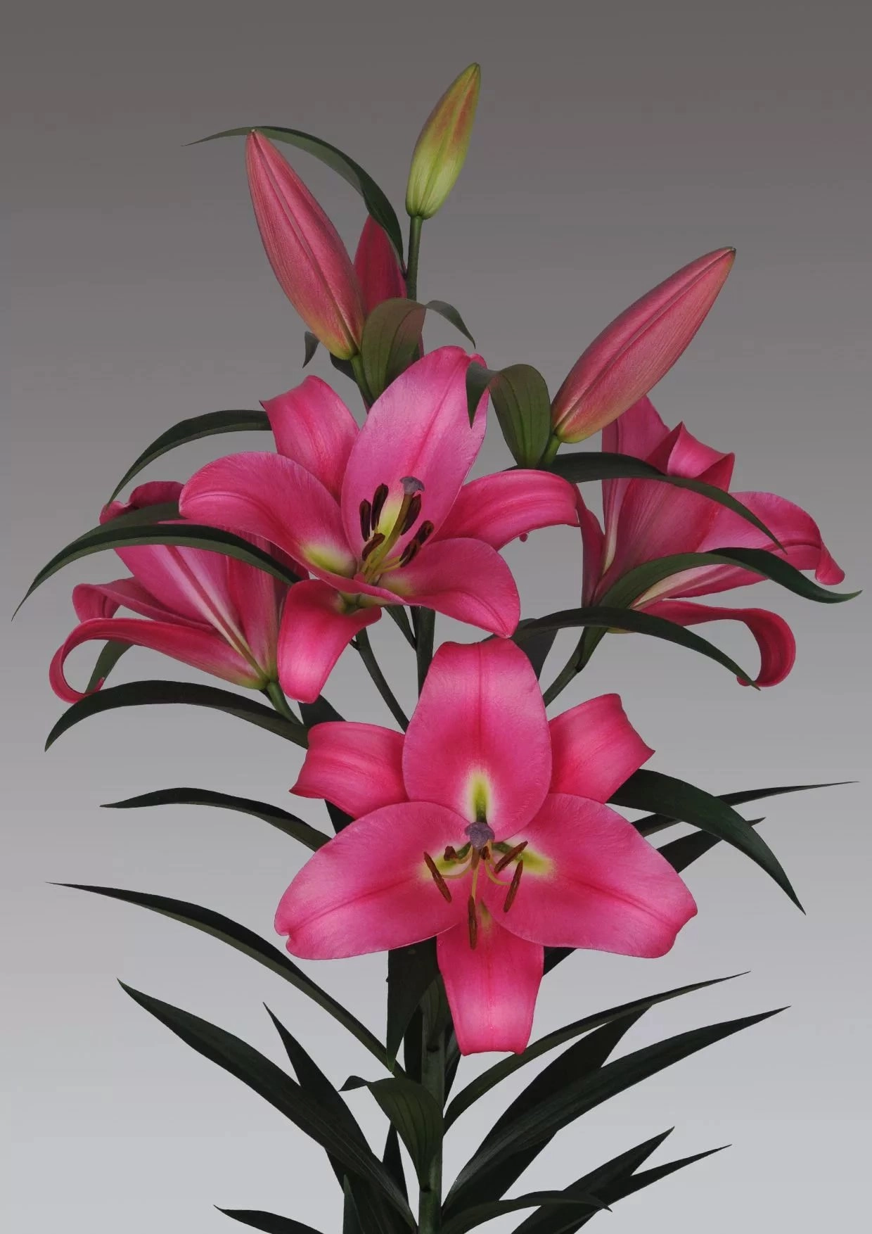 Lilium oriental profundo