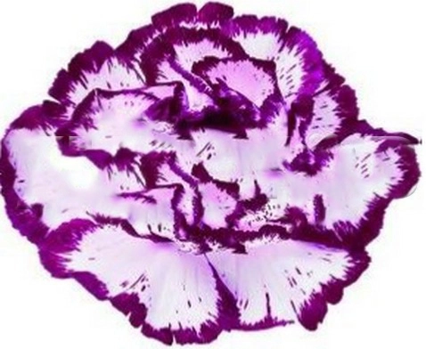 Carnation bacart