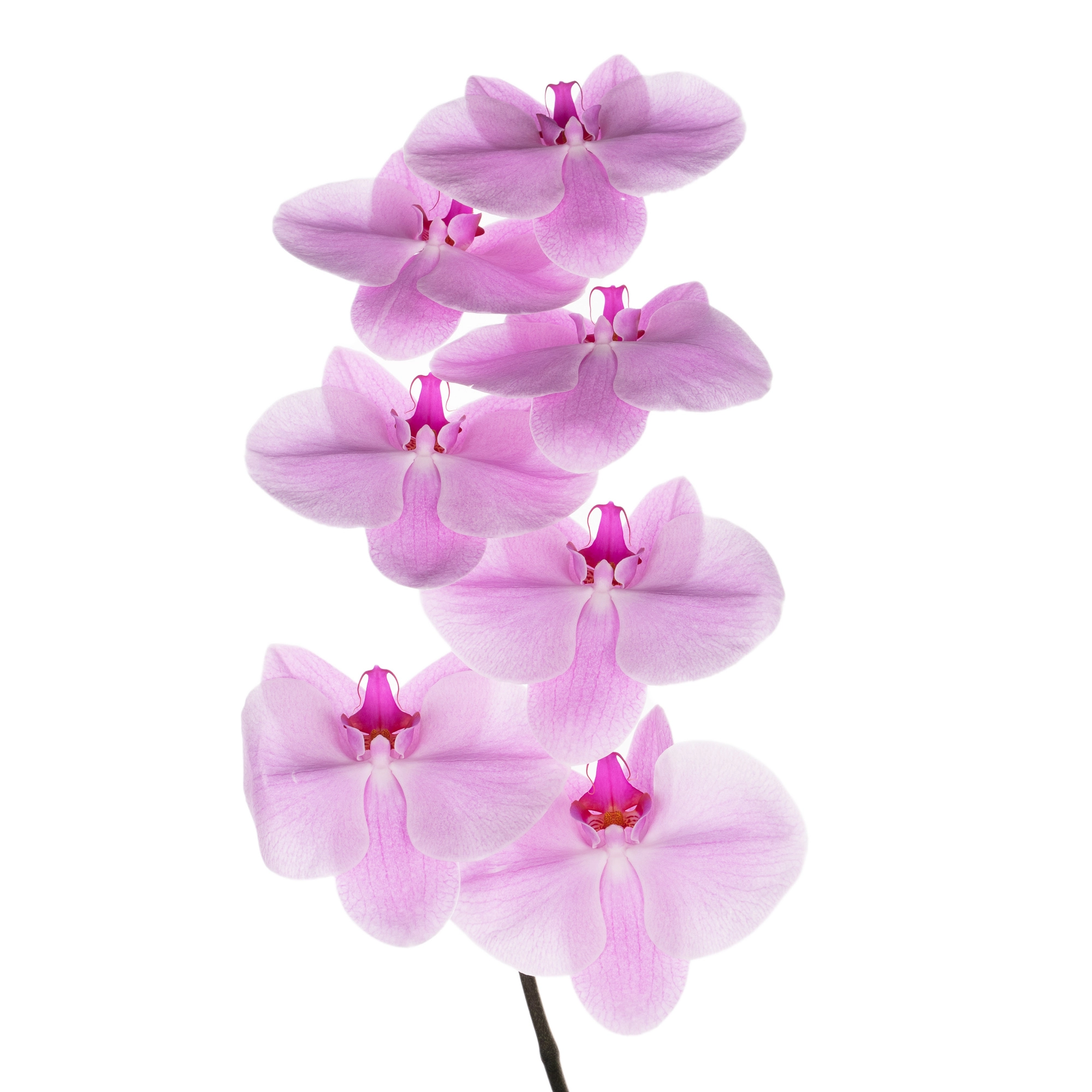 Phalaenopsis light pink