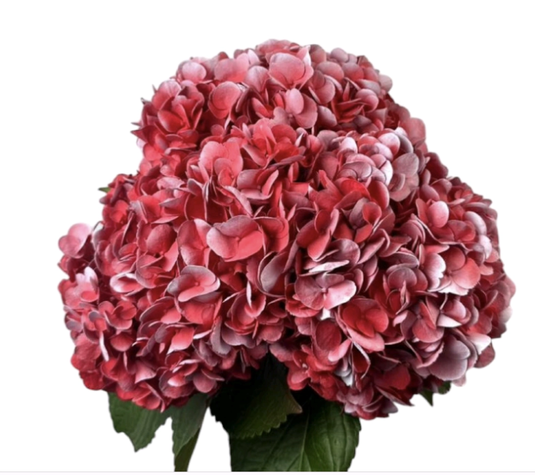 Hydrangea premium snowy red