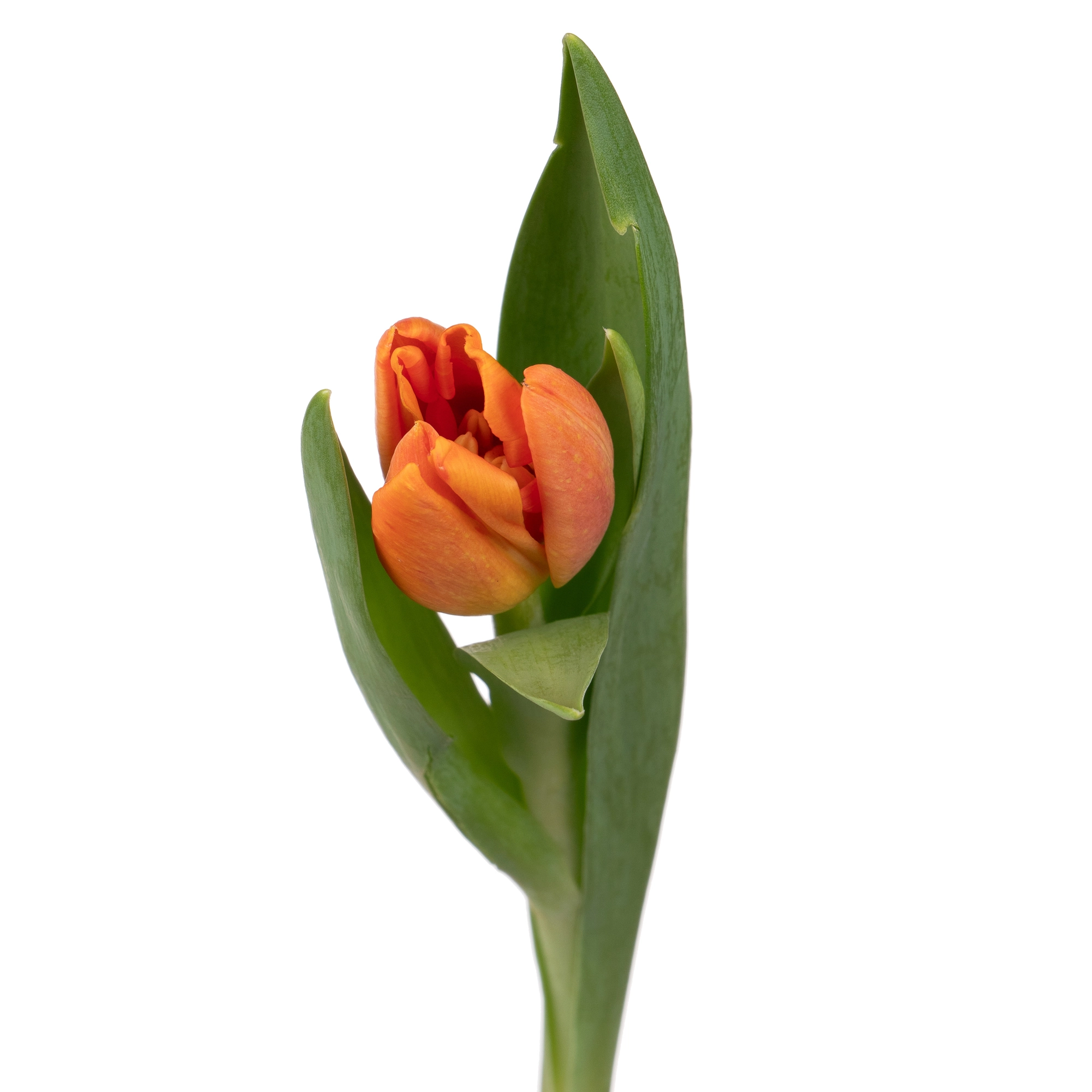Tulip enkel time out | Wholesale flowers, plants and supplies Tulip enkel time out