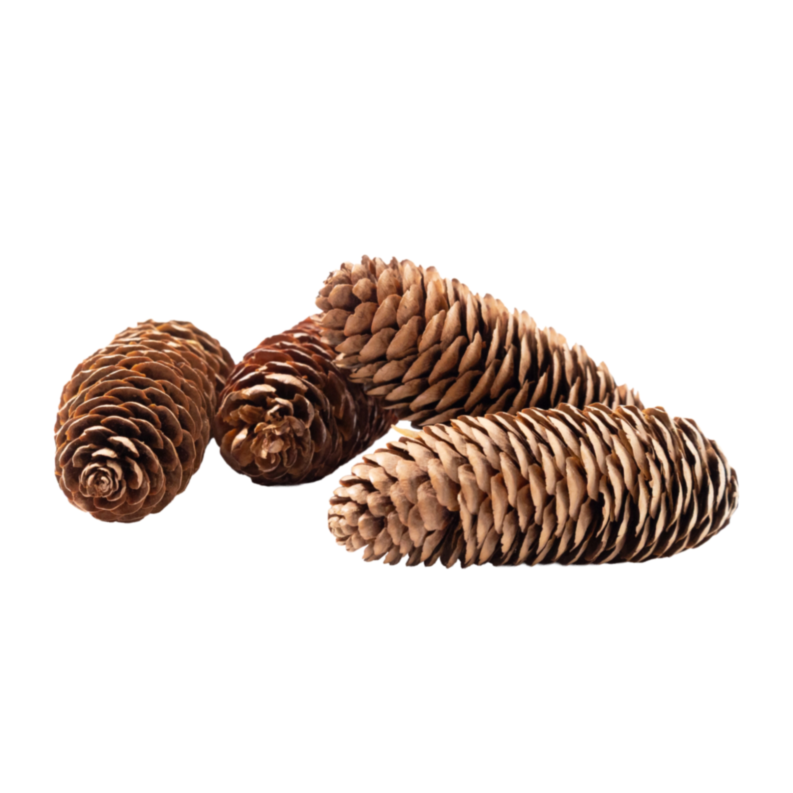 Pine cones, 4 pcs