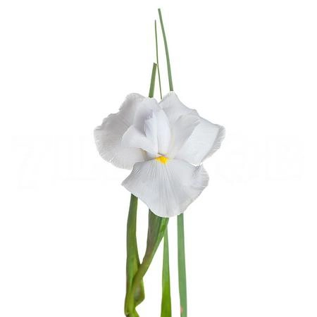 Iris casablanca | Wholesale flowers, plants and supplies Iris casablanca
