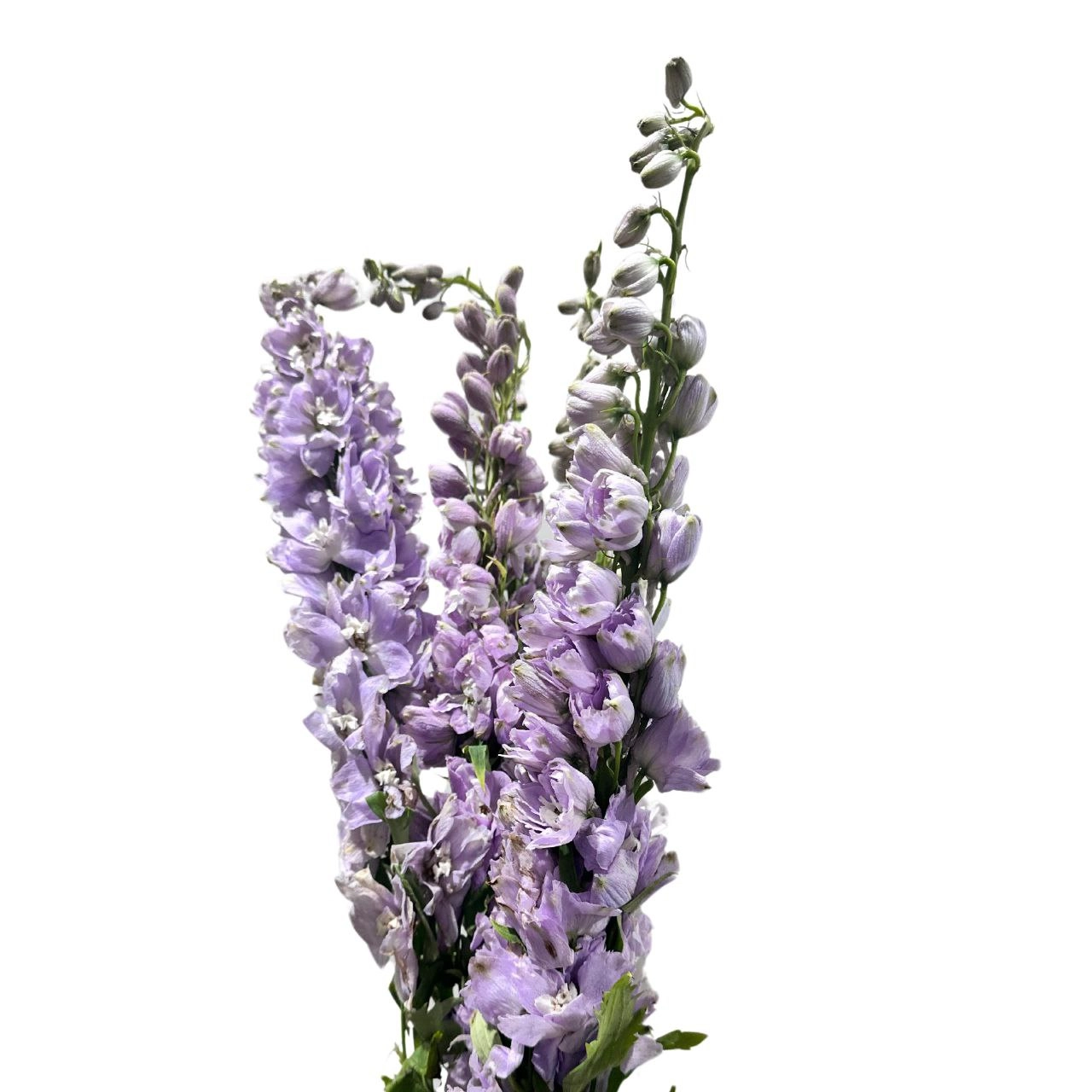 Delphinium cherry blossom | Wholesale flowers, plants and supplies Delphinium cherry blossom