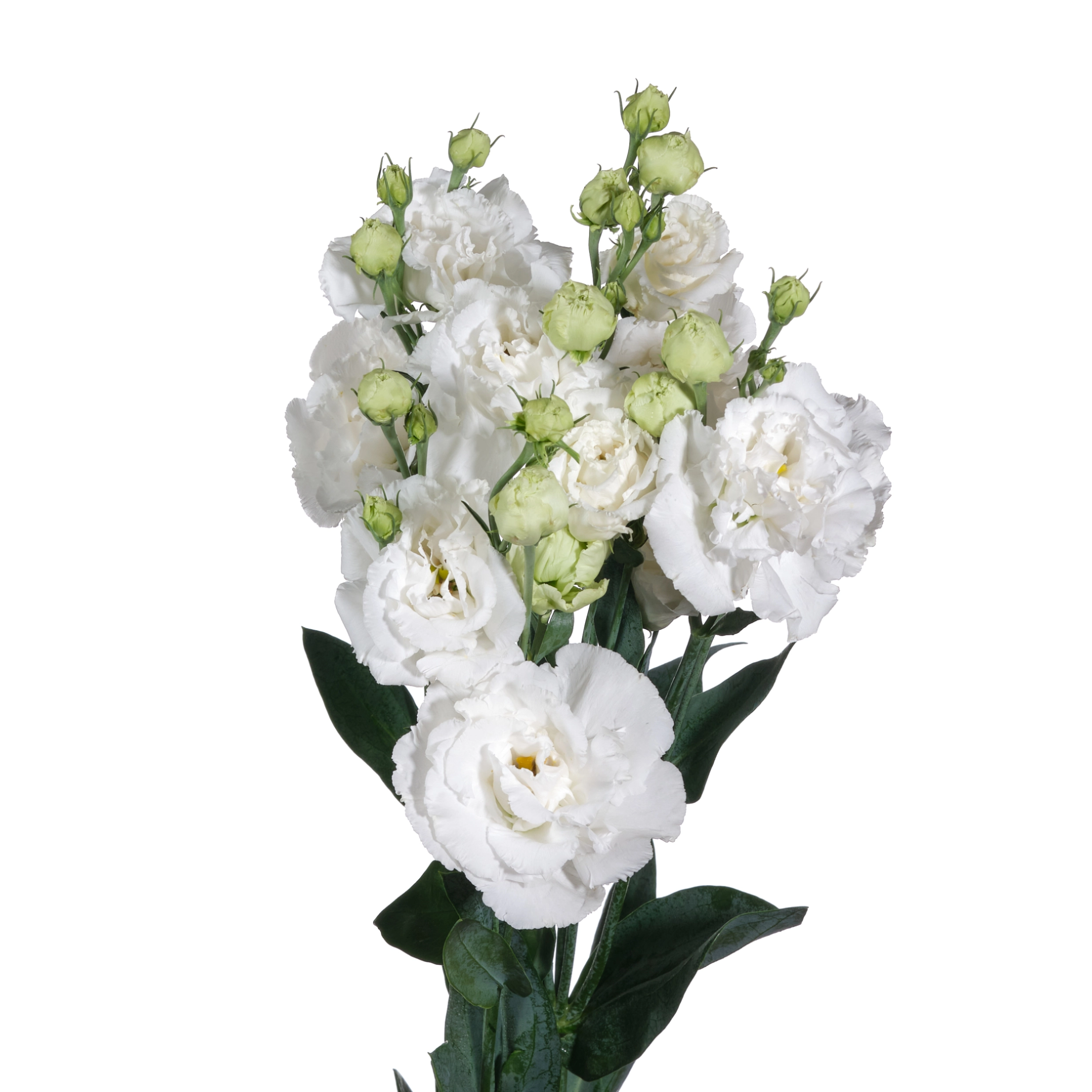 Eustoma double alissa white | Wholesale flowers, plants and supplies Eustoma double alissa white