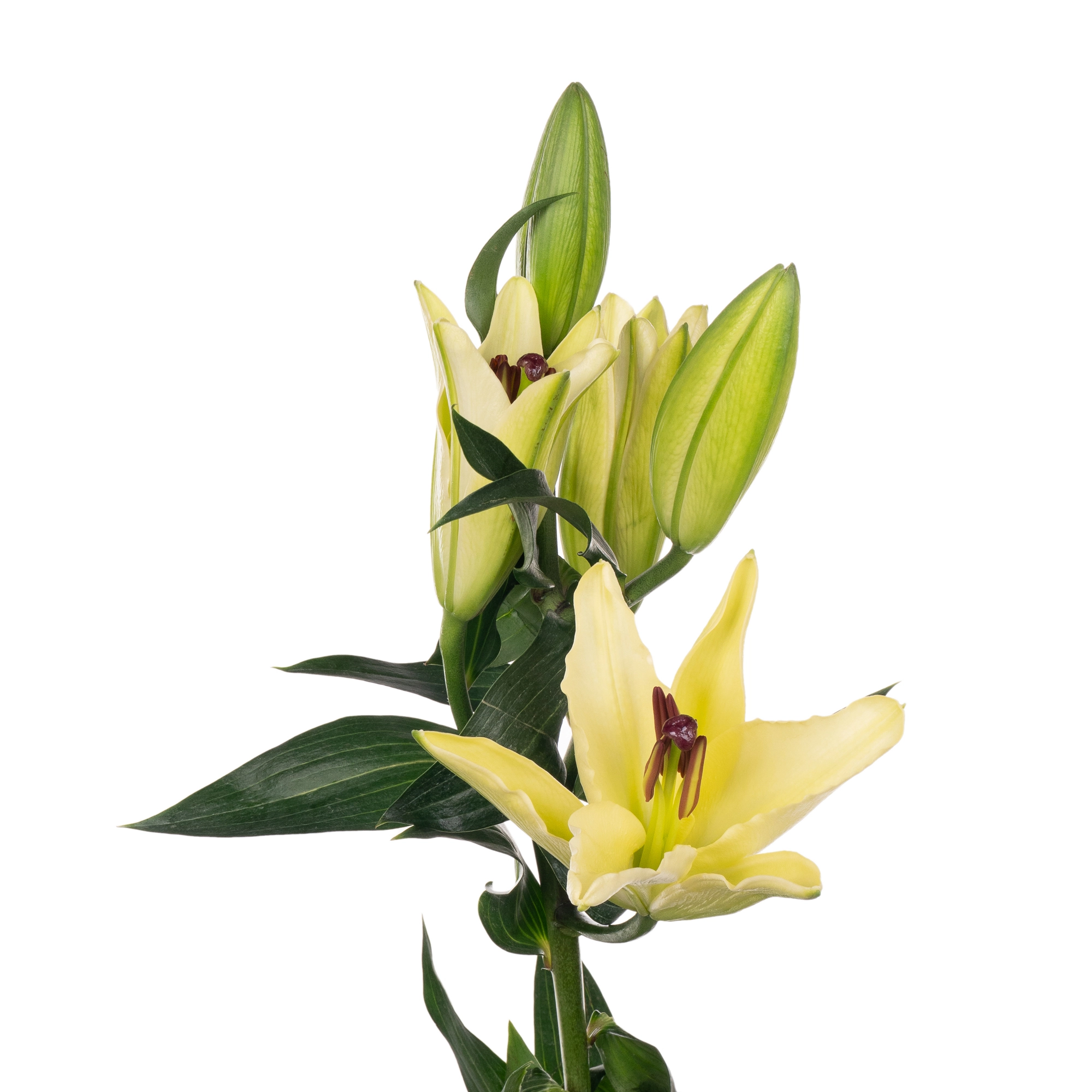 Lilium oriental conca dor