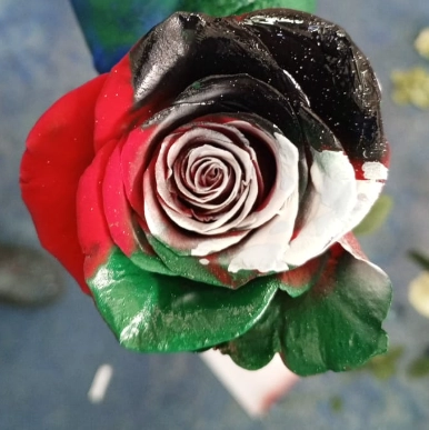 Rose tinted freedom emiratos