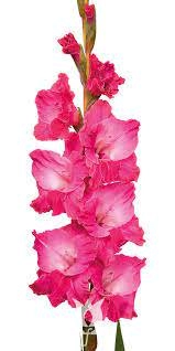 Gladiolus fairytale pink | Wholesale flowers, plants and supplies Gladiolus fairytale pink