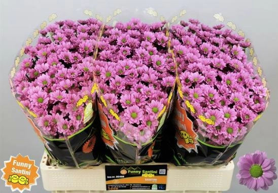 Chrysanthemum santini krissi | Wholesale flowers, plants and supplies Chrysanthemum santini krissi