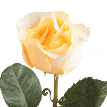 Rose cream de la creme | Wholesale flowers, plants and supplies Rose cream de la creme
