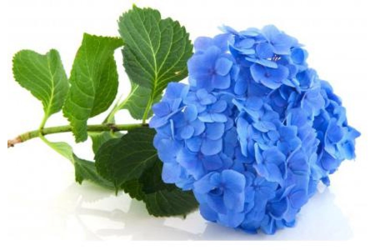 Hydrangea bela blue
