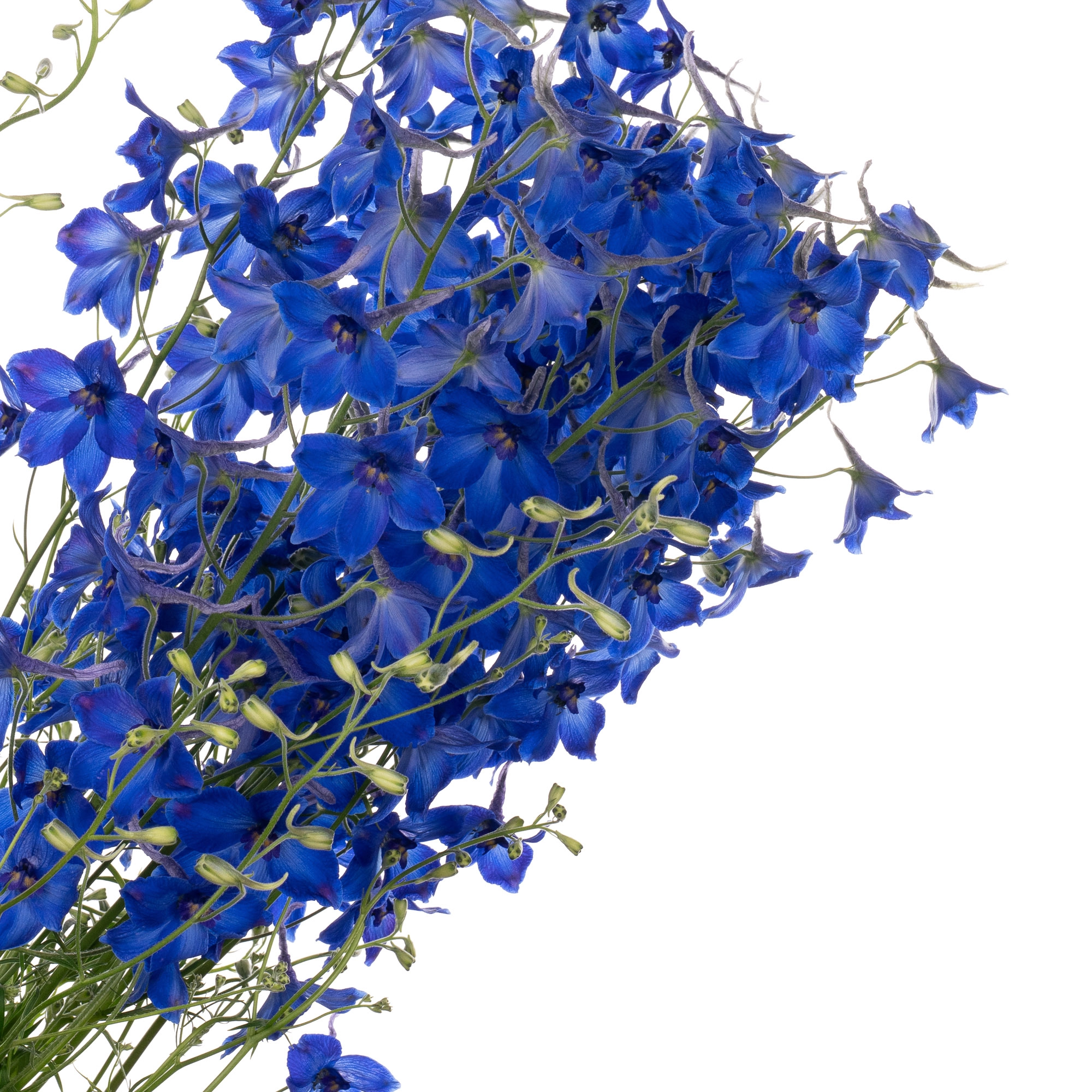 Delphinium enkel volkerfrieden