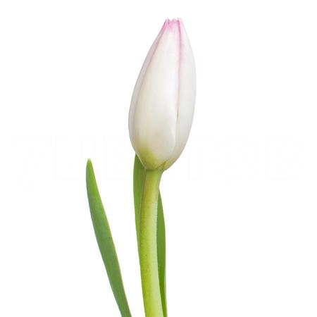 Tulip enkel first class | Wholesale flowers, plants and supplies Tulip enkel first class