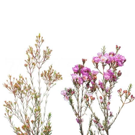 Chamelaucium mix