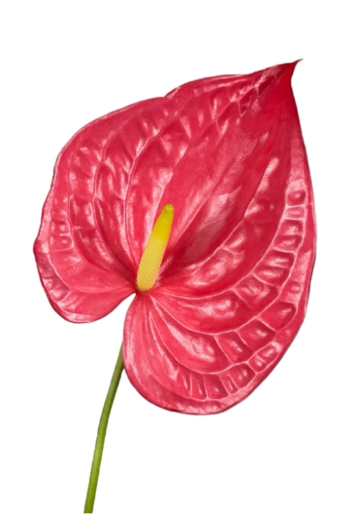 Anthurium light red
