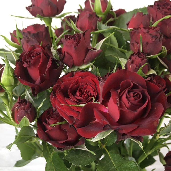 Rose spray red spangle