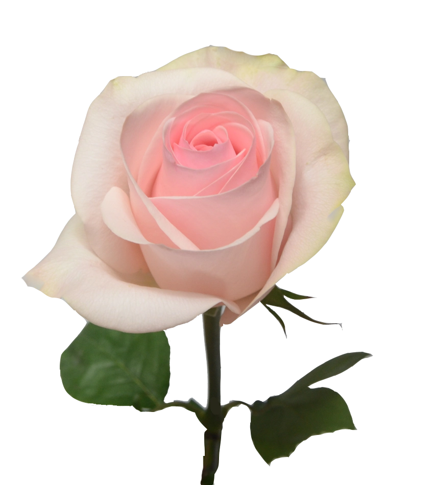 Rose novia