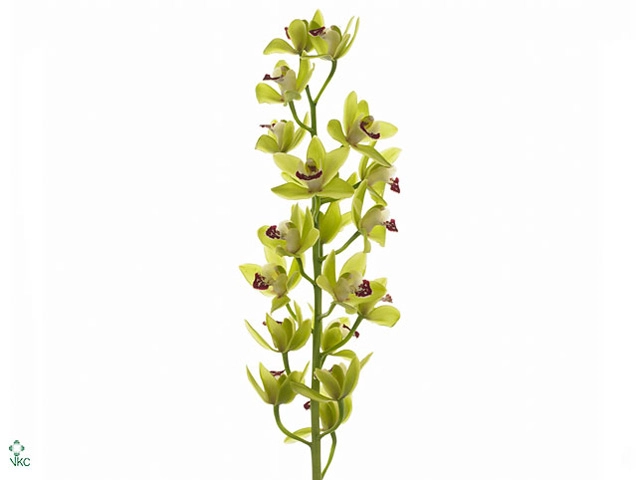 Cymbidium mini evergreen