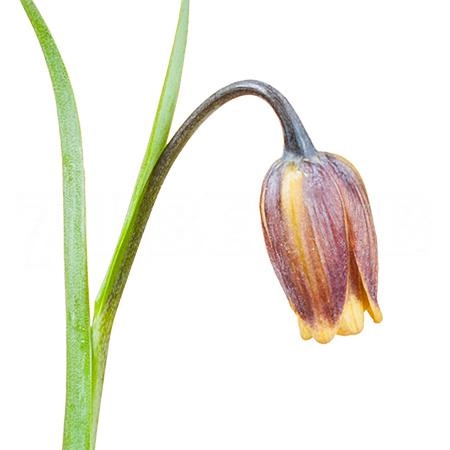 Fritillaria uva-vulpis