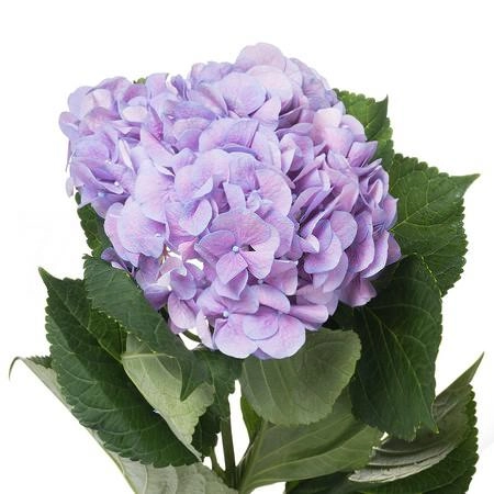 Hydrangea marsepein blue