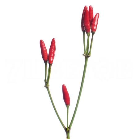 Capsicum red fire