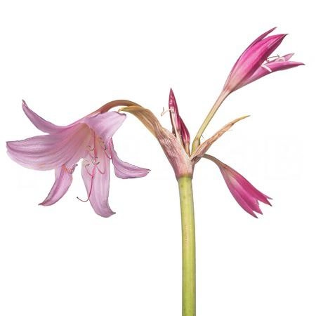Amarcrinum