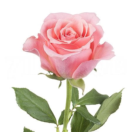 Rose ace pink | Wholesale flowers, plants and supplies Rose ace pink