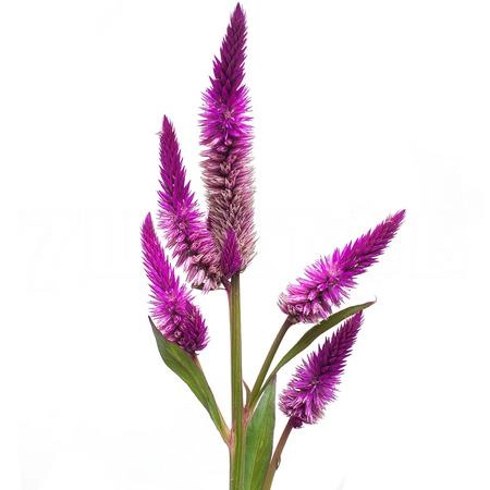 Celosia celway purple