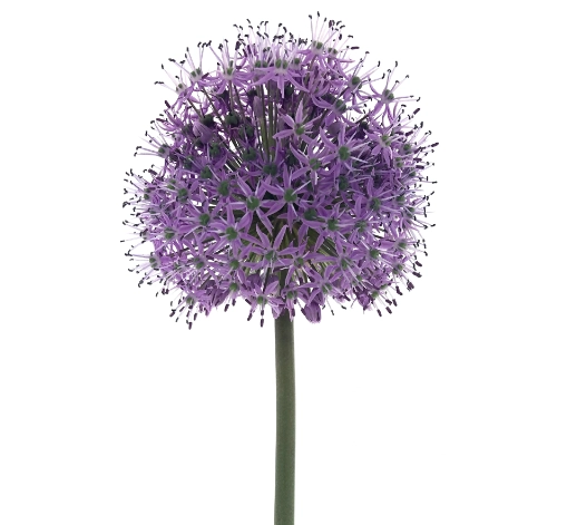 Allium stratos | Wholesale flowers, plants and supplies Allium stratos