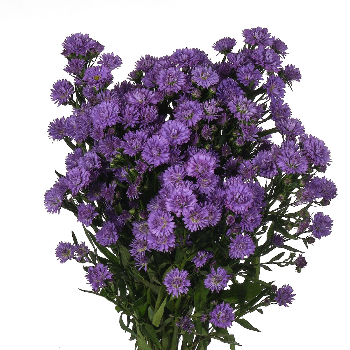 Aster astee dark milka purple | Wholesale flowers, plants and supplies Aster astee dark milka purple