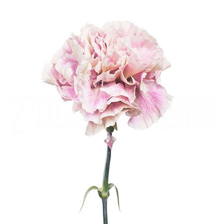 Carnation antigua