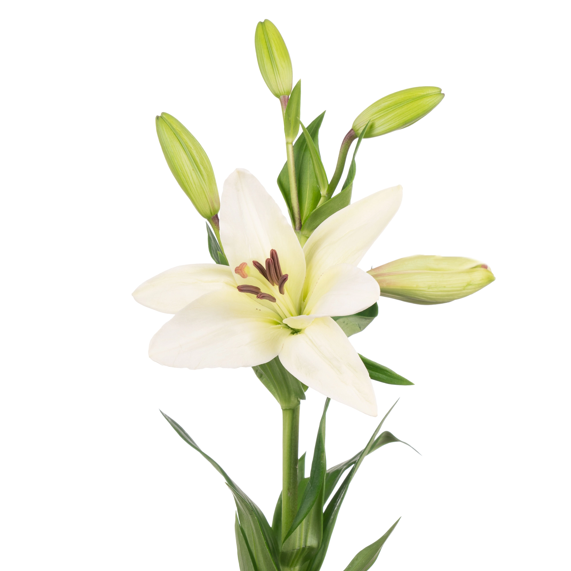 Lilium la-hybrid litouwen