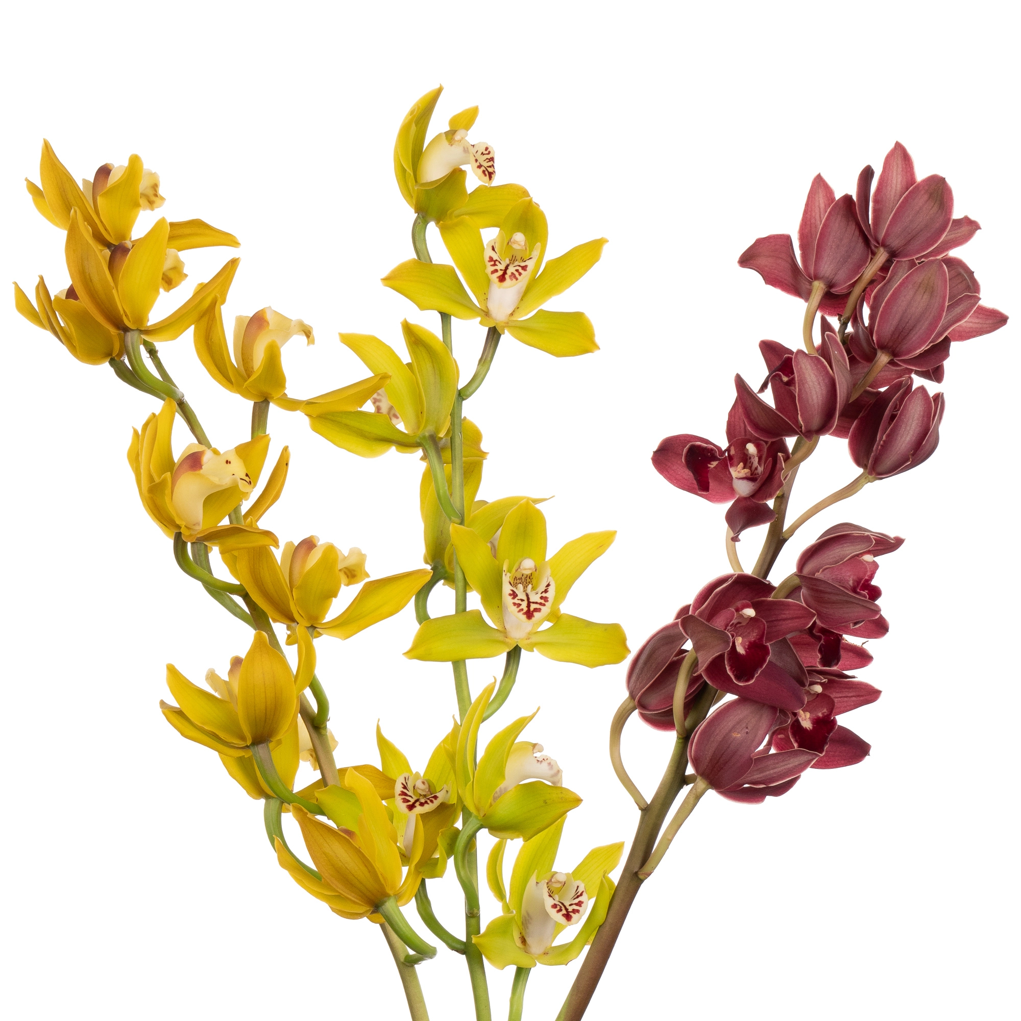 Cymbidium mini mix