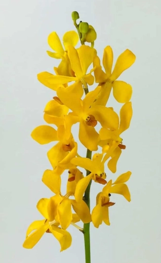 Mokara aomyai yellow | Wholesale flowers, plants and supplies Mokara aomyai yellow