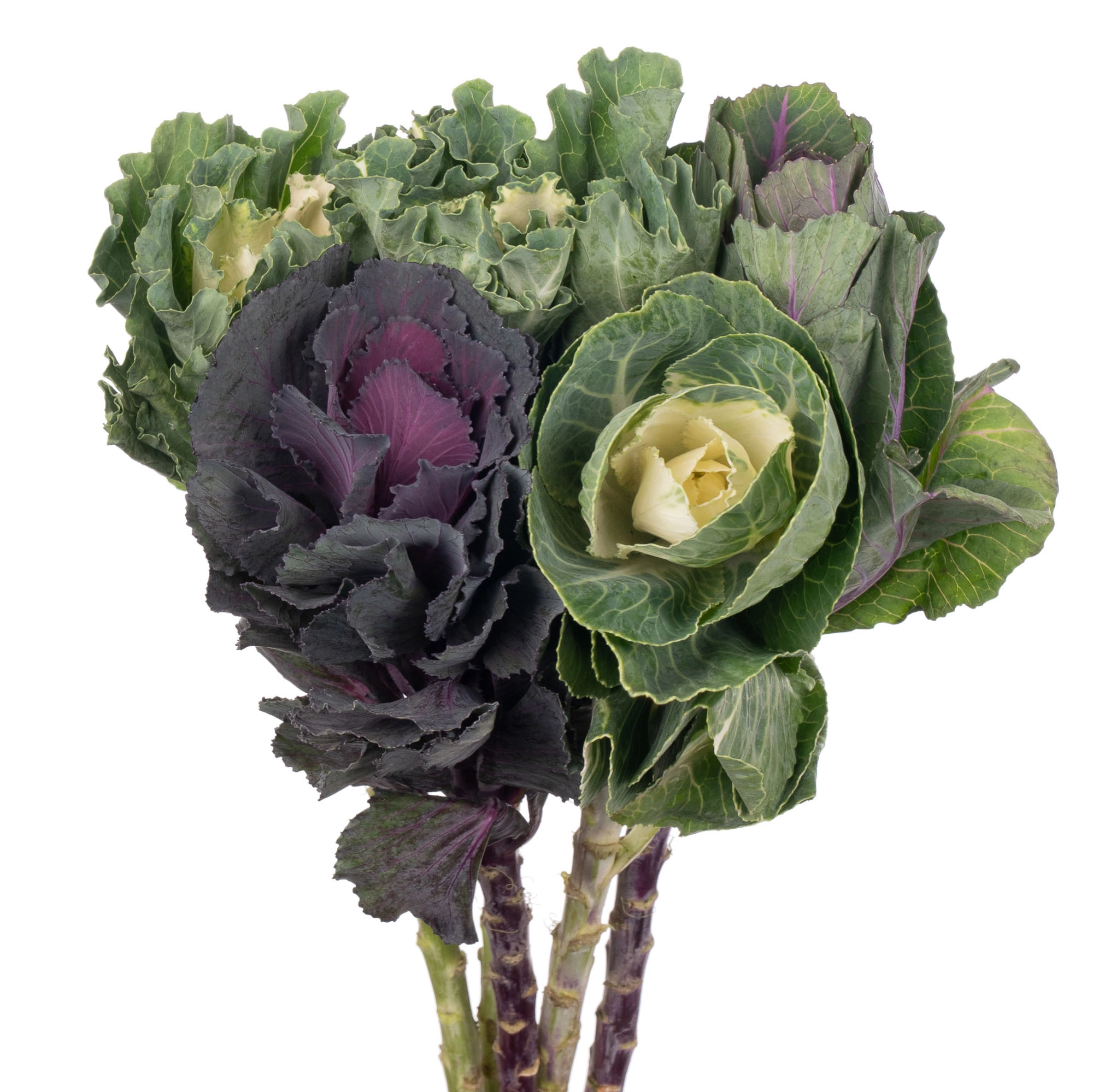 Brassica mix