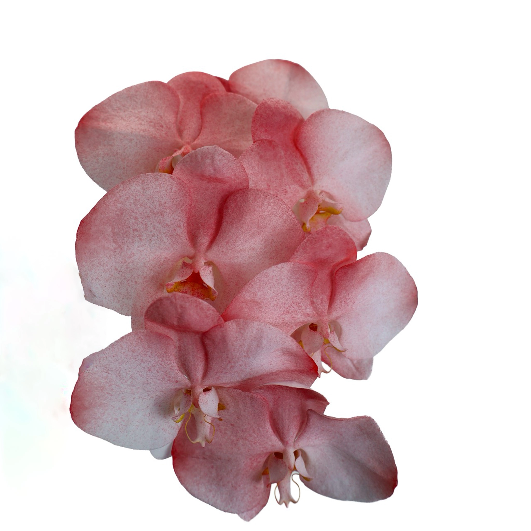 Phalaenopsis spray fairy holiday