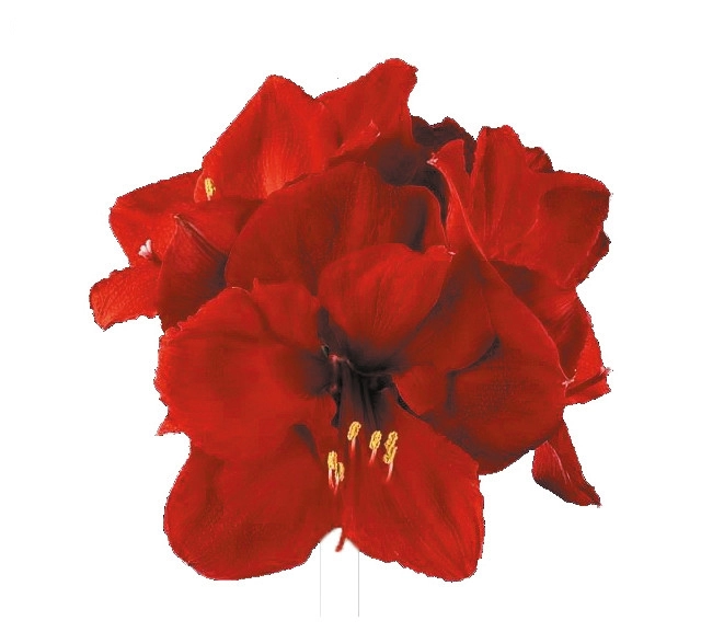 Hippeastrum liberty