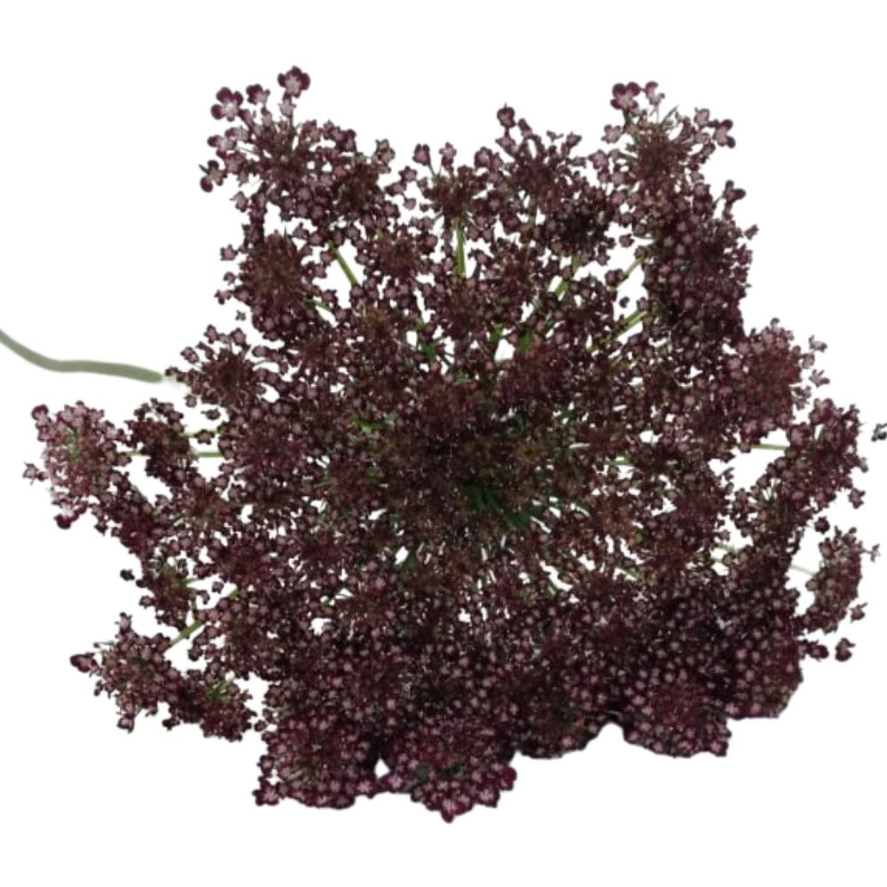 Daucus carota dara
