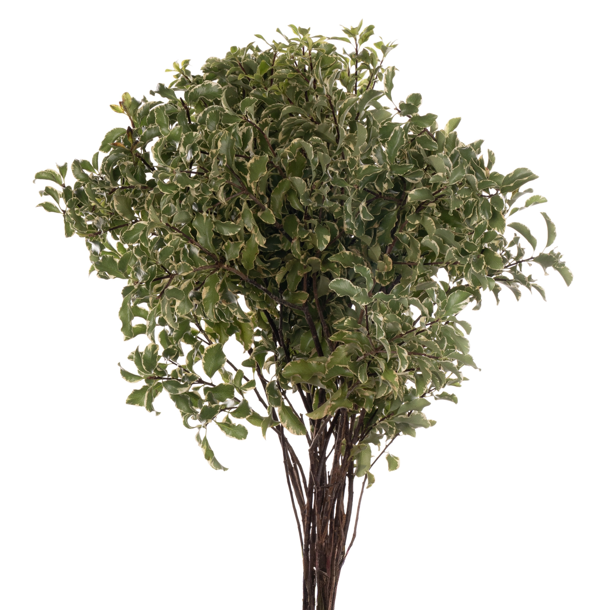 Blad Pittosporum