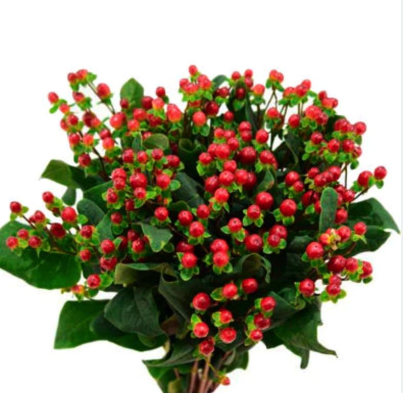 Hypericum red | Wholesale flowers, plants and supplies Hypericum red