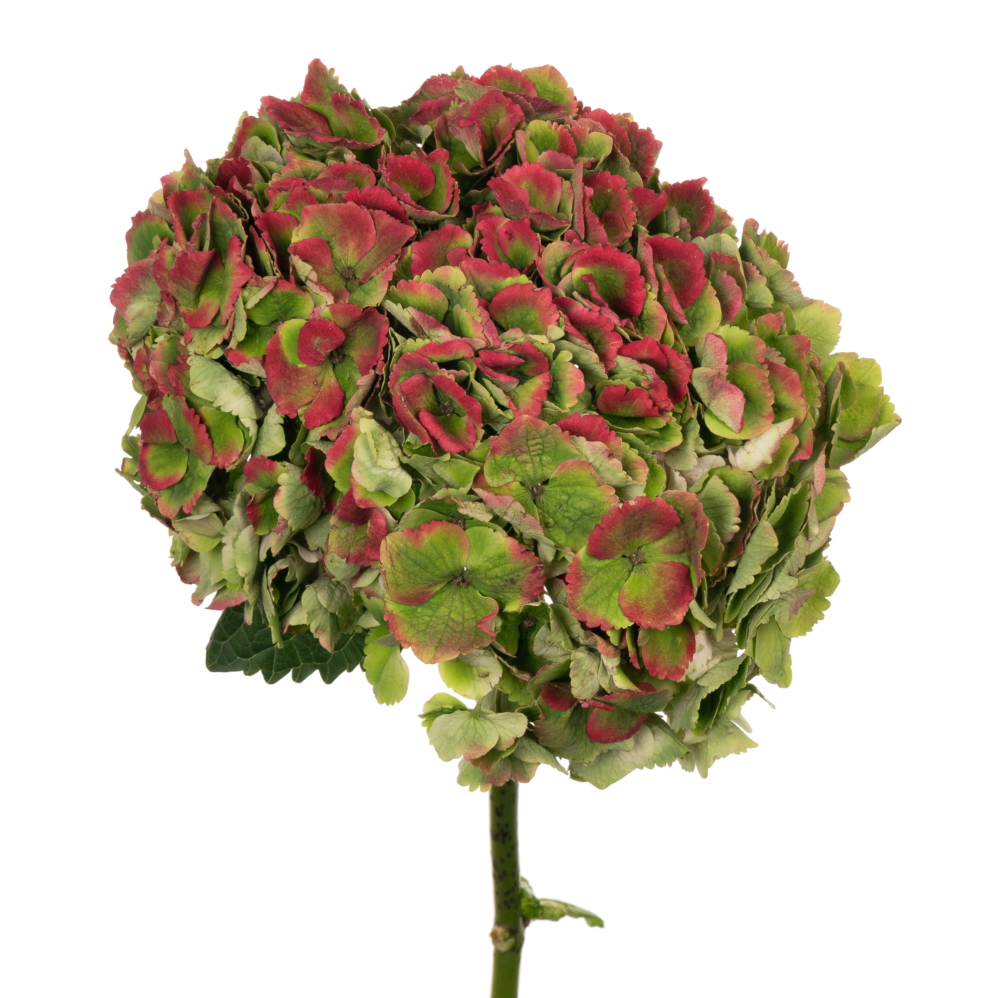 Hydrangea magical opal classic green pink