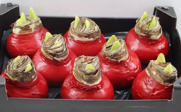 WAX HIPP ROOD KERST