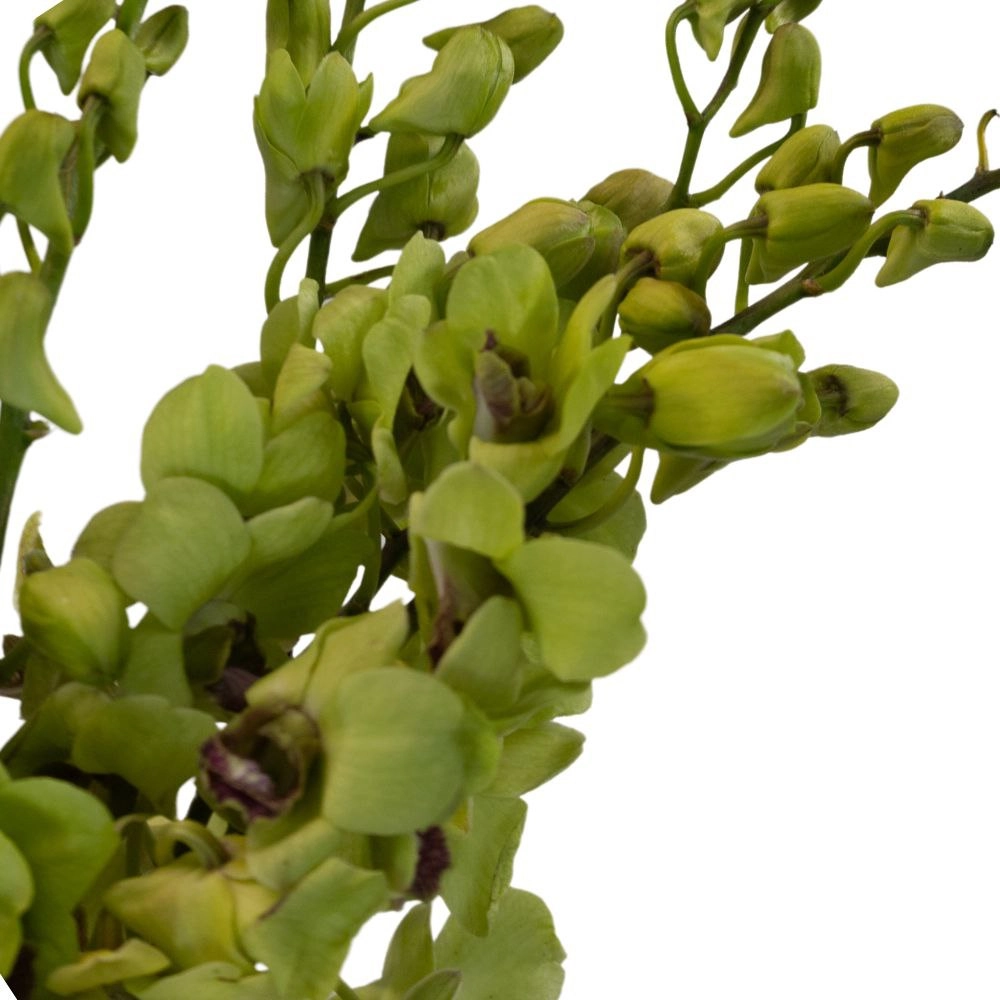 Dendrobium burana jade jade | Wholesale flowers, plants and supplies Dendrobium burana jade jade