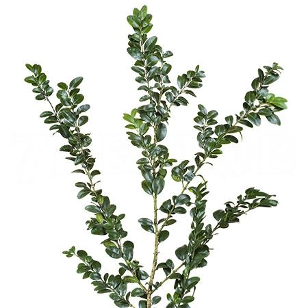 Blad Buxus