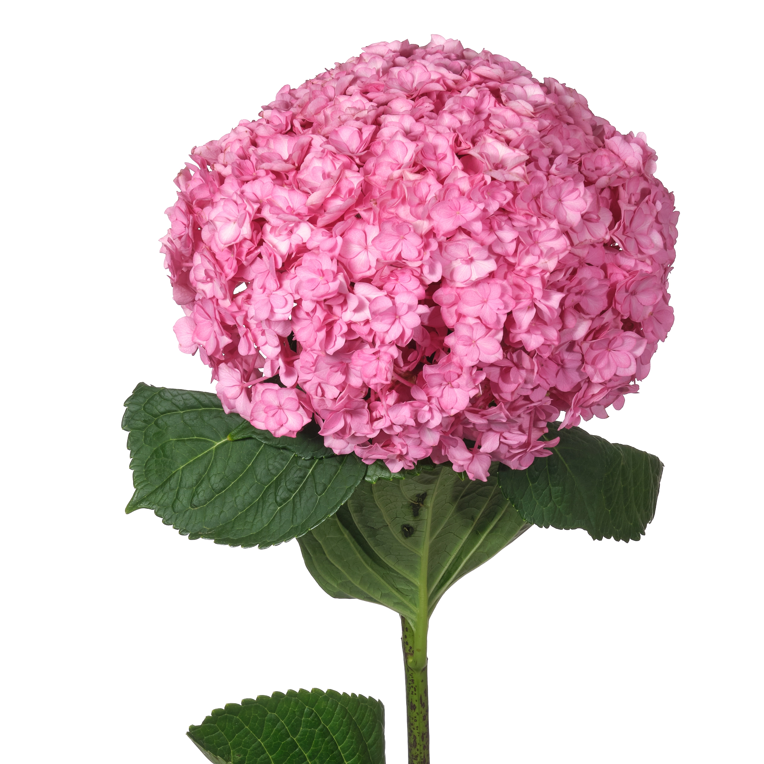 Hydrangea beautensia luxor pink